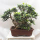 Pokojová bonsai - Ficus retusa -  malolistý fíkus - 3/4