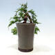 Venkovní bonsai - Juniperus chinensis Itoigawa-Jalovec čínský - 3/4
