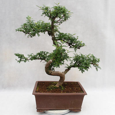 Pokojová bonsai - Zantoxylum piperitum - Pepřovník PB2191201 - 3