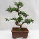 Pokojová bonsai - Zantoxylum piperitum - Pepřovník PB2191201 - 3/5