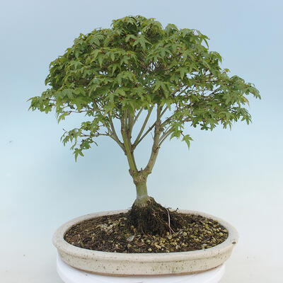 Acer palmatum KIOHIME - Javor dlanitolistý - 3