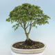 Acer palmatum KIOHIME - Javor dlanitolistý - 3/5
