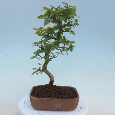 Venkovní bonsai - Carpinus CARPINOIDES - Habr korejský - 3
