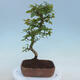 Venkovní bonsai - Carpinus CARPINOIDES - Habr korejský - 3/4