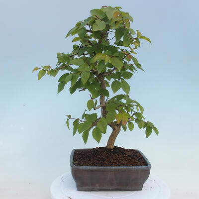 Venkovní bonsai - Carpinus CARPINOIDES - Habr korejský - 3