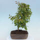 Venkovní bonsai - Carpinus CARPINOIDES - Habr korejský - 3/4