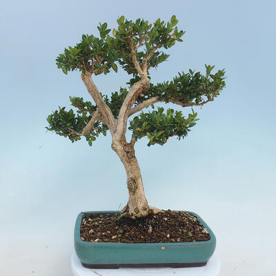 Venkovní bonsai - Buxus microphylla - zimostráz - 3
