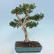Venkovní bonsai - Buxus microphylla - zimostráz - 3/5