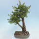 Venkovní bonsai-Mochna křovitá - potentila fruticosa žlutá - 3/6