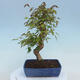 Venkovní bonsai - Javor Buergerianum - Javor Burgerův - 3/4