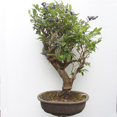 Venkovní bonsai - kanadská borůvka - Vaccinium corymbosum - 3