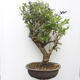 Venkovní bonsai - kanadská borůvka - Vaccinium corymbosum - 3/5