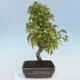 Venkovní bonsai - Javor Buergerianum - Javor Burgerův - 3/4
