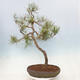 Venkovní bonsai - Pinus sylvestris - Borovice lesní - 3/4