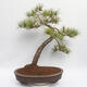 Venkovní bonsai - Pinus sylvestris - Borovice lesní - 3/5