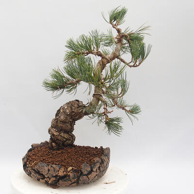 Venkovní bonsai - Pinus parviflora - borovice drobnokvětá - 3