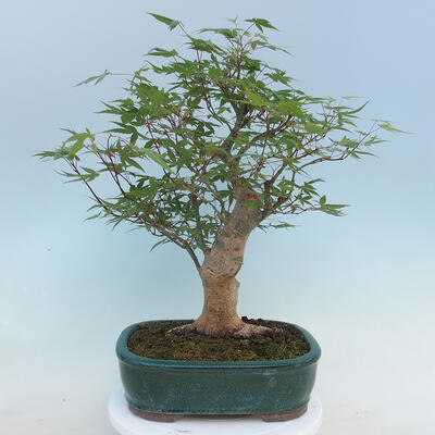 Acer palmatum  - Javor dlanitolistý - 3