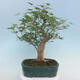 Acer palmatum  - Javor dlanitolistý - 3/5