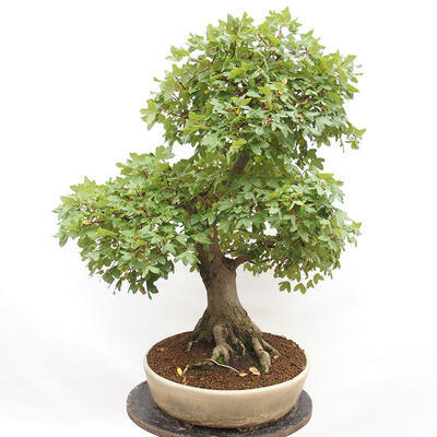 Venkovní bonsai - Javor Francouzský - Acer Nonspessulanum - 3