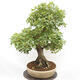 Venkovní bonsai - Javor Francouzský - Acer Nonspessulanum - 3/5