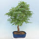 Acer palmatum  - Javor dlanitolistý - 3/5