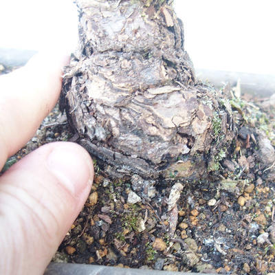 Pinus parviflora - borovice drobnokvětá VB2020-137 - 3