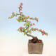 Keramická bonsai miska 9 x 9 x 8,5 cm, barva modrá - 3/3