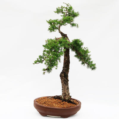 Venkovní bonsai -Larix decidua - Modřín opadavý  - Pouze paletová přeprava - 3
