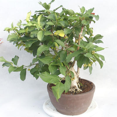 Venkovní bonsai- Brslen evropský - euonimus - 3