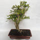 Pokojová bonsai - Cudrania equisetifolia - 3/5