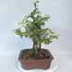 Venkovní bonsai-Ulmus Glabra-Jílm tuhý - 3/5