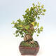 Venkovní bonsai - Jinan dvoulaločný - Ginkgo biloba - 3/5
