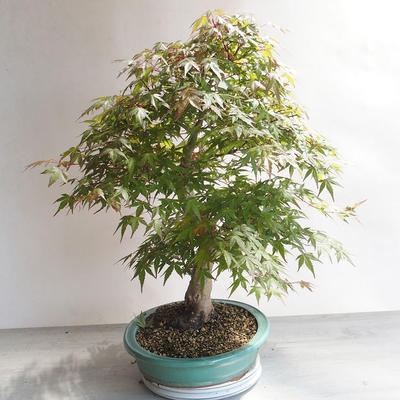 Acer palmatum - Javor dlanitolistý - 3