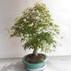 Acer palmatum - Javor dlanitolistý - 3/5