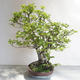 Venkovní bonsai - Fagus sylvatica - Buk lesní - 3/5