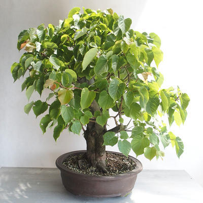 Venkovní bonsai - Lípa srdčitá - Tilia cordata - 3
