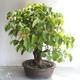 Venkovní bonsai - Lípa srdčitá - Tilia cordata - 3/5