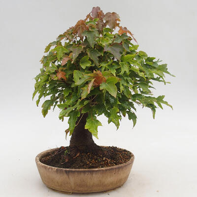 Venkovní bonsai - Javor Buergerianum - Javor Burgerův - 3