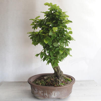 Venkovní bonsai - Habr obecný - Carpinus betulus - 3