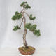 Venkovní bonsai - Pinus Sylvestris - Borovice lesní - 3/5