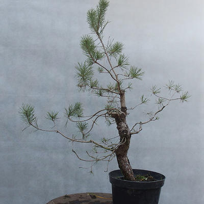 Yamadori - Pinus sylvestris - borovice lesní - 3