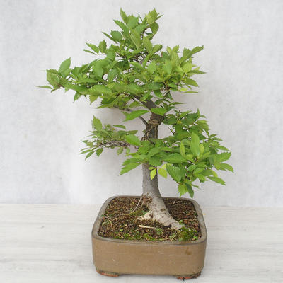 Venkovní bonsai-Ulmus Glabra-Jílm tuhý - 3