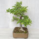 Venkovní bonsai-Ulmus Glabra-Jílm tuhý - 3/4