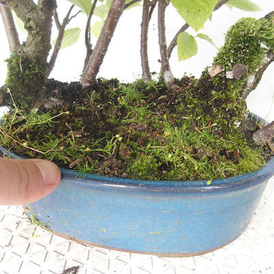 Venkovní bonsai - střemcha - Prunus padus - 3
