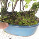 Venkovní bonsai - střemcha - Prunus padus - 3/3