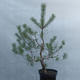 Yamadori - Pinus sylvestris - borovice lesní - 3/3