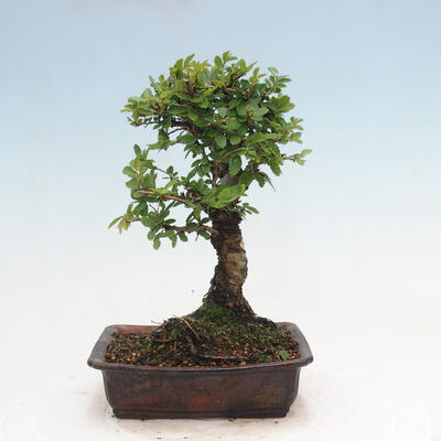 Venkovní bonsai - Zelkova - Zelkova NIRE - 3