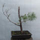 Yamadori - Pinus sylvestris - borovice lesní - 3/6