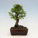 Venkovní bonsai - Zelkova - Zelkova NIRE - 3/4