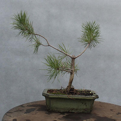 Yamadori - Pinus sylvestris - borovice lesní - 3